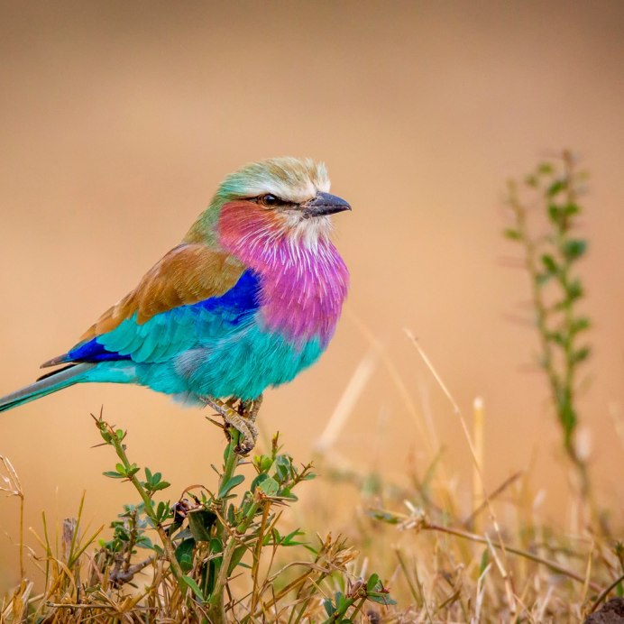 Дикуша тетерева