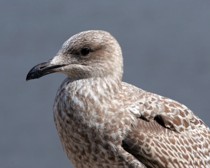 Чернобрюхий Глухарь