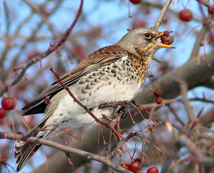Черноклювый Дрозд
