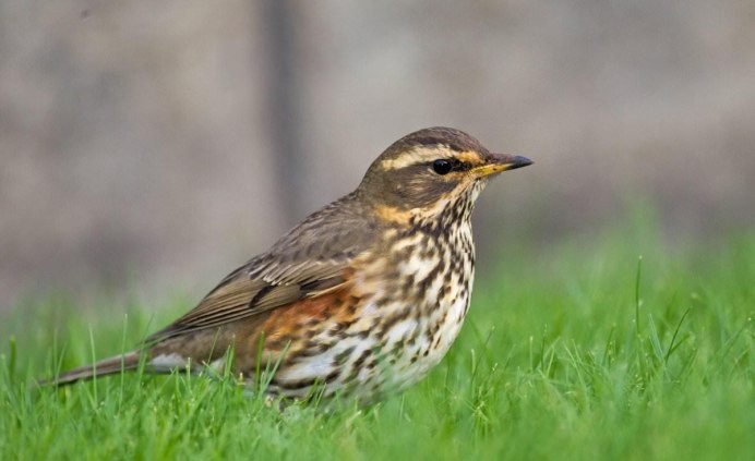 Певчий Дрозд и полевой Жаворонок