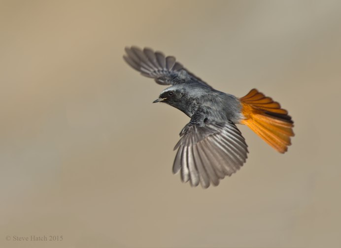 Аметистовый Дрозд