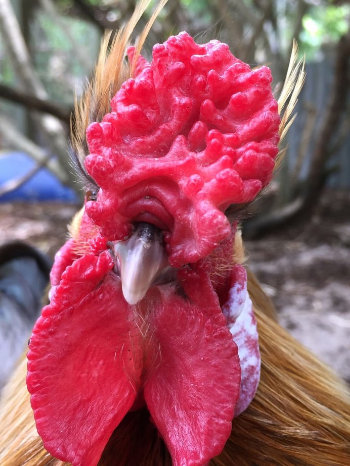 Carpodacus rubicilla