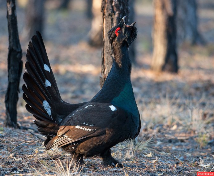 Сойки птицы в Кисловодске