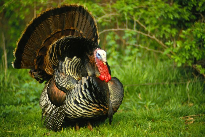 Скворец подмосковный