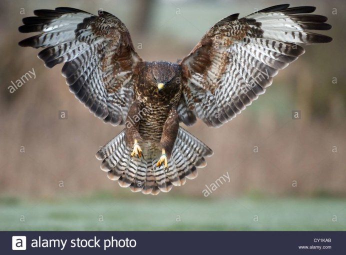 Ястреб приземляется