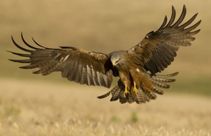 Беркут, Орел Степной, Сокол- балобан.