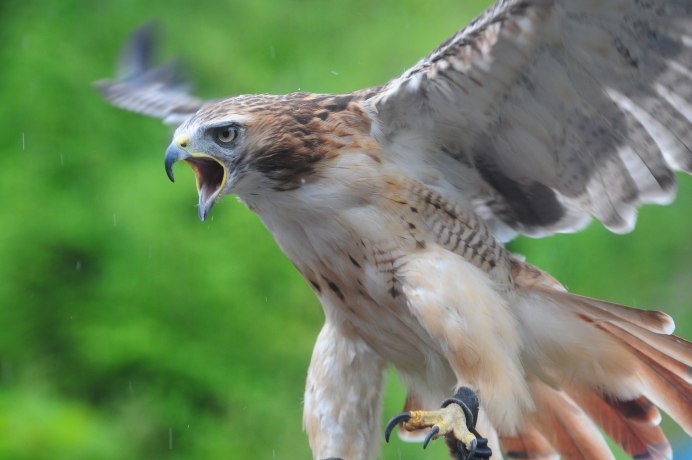 Ястреб атакует