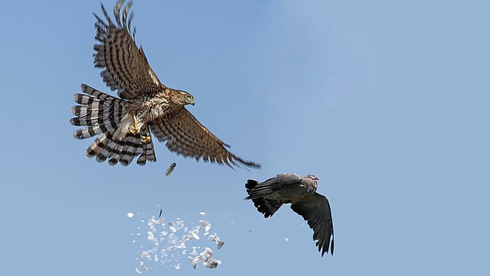 Ястреб тетеревятник в полете