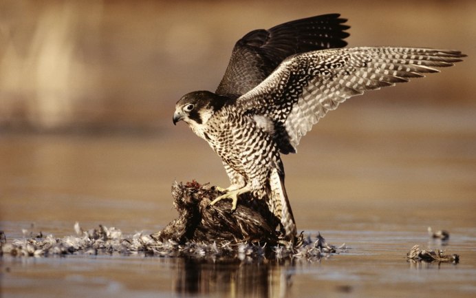 Сокол Сапсан на охоте