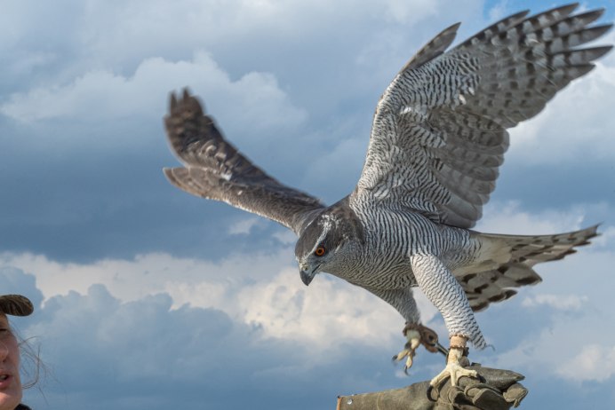 Ястреб голубятник