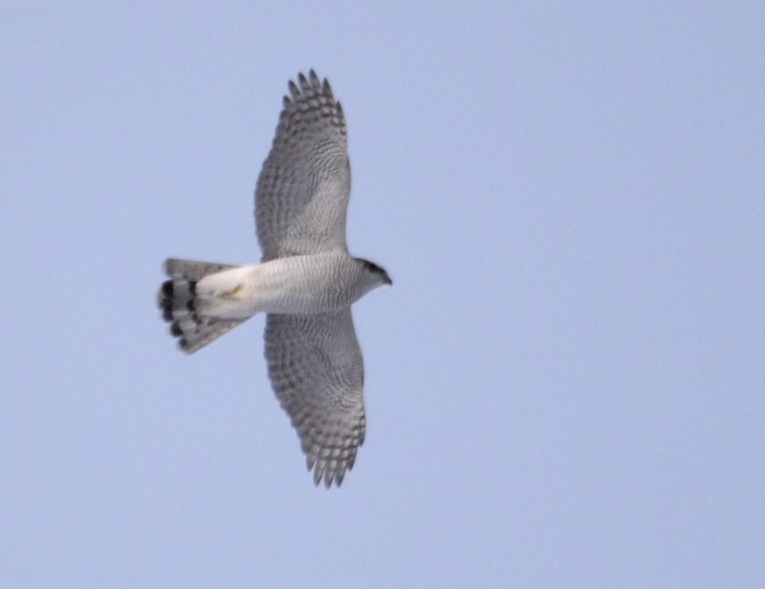 Пища хищных птиц