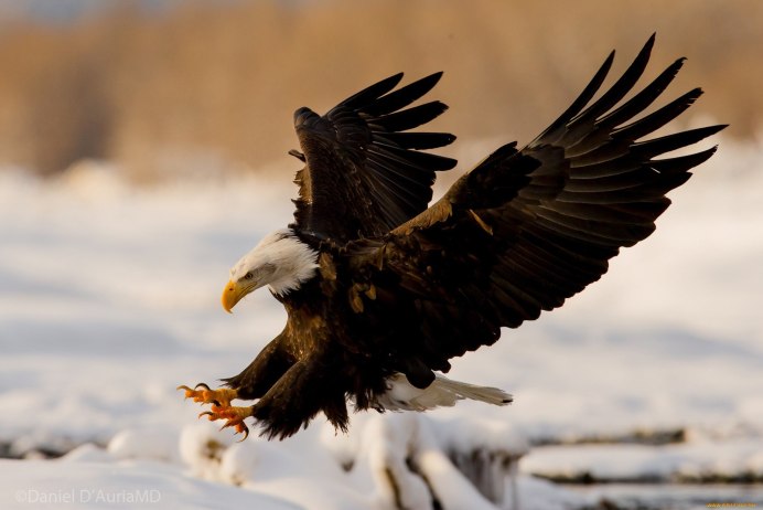 Беркут птица когти