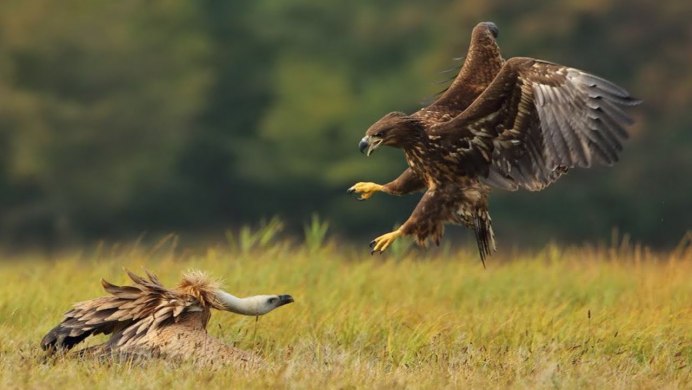 Белоголовый Орлан против волка