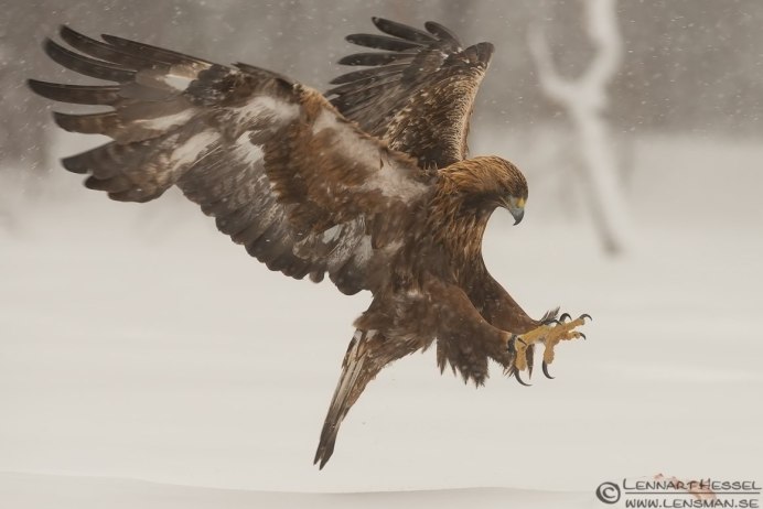 Орёл Беркут и Коршун