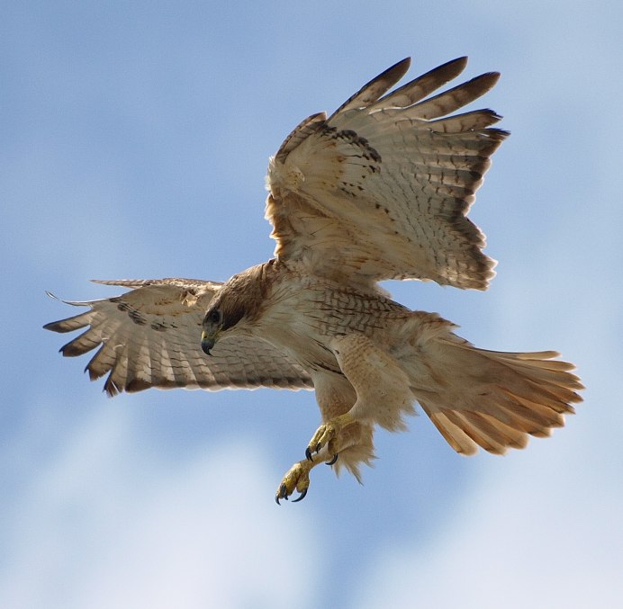 Ястреб перепелятник охотится