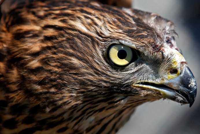 Голова ястреба