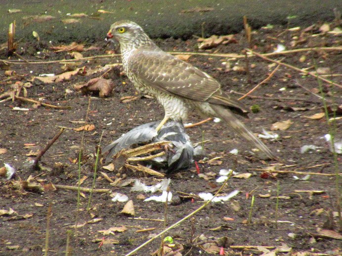 Орел в деле