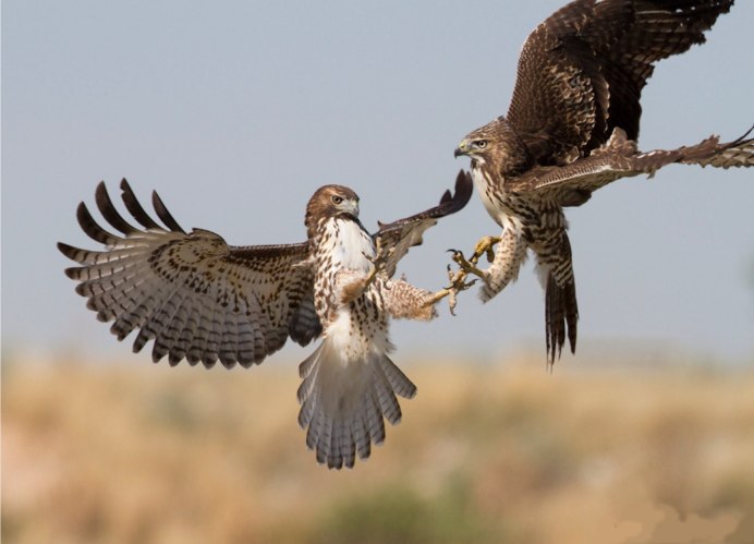 Орлы дерутся