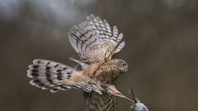 Фотоохота животные птицы