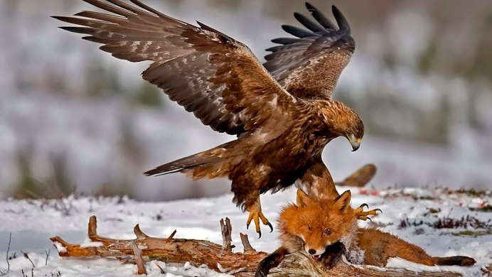 Сокол Сапсан на охоте