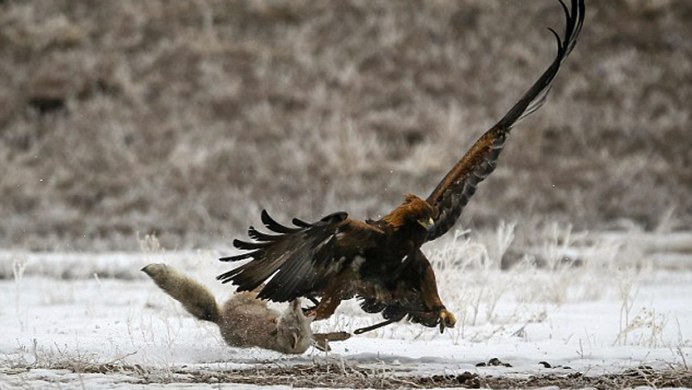 Атака ястреба тетеревятника