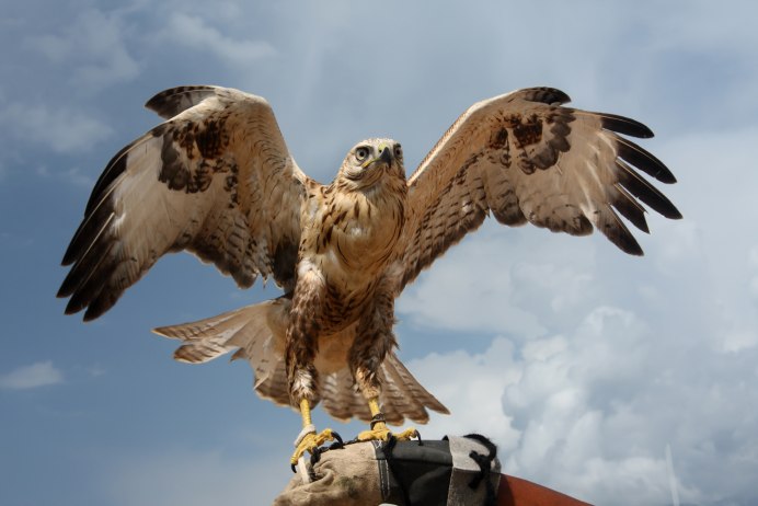 Степной Орел и Беркут