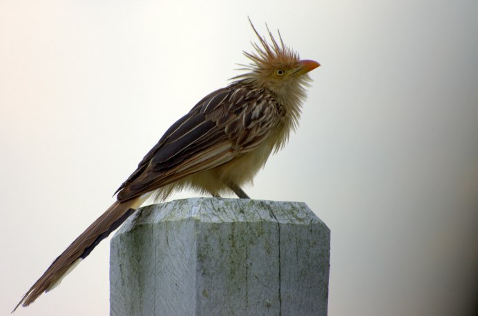 Crotophaga ani птица