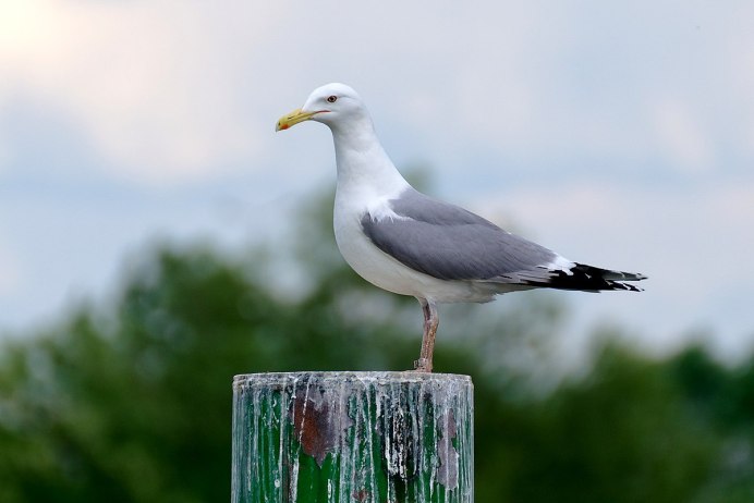 Larus canus