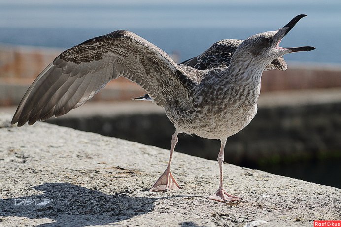 Чайка серая Рябая