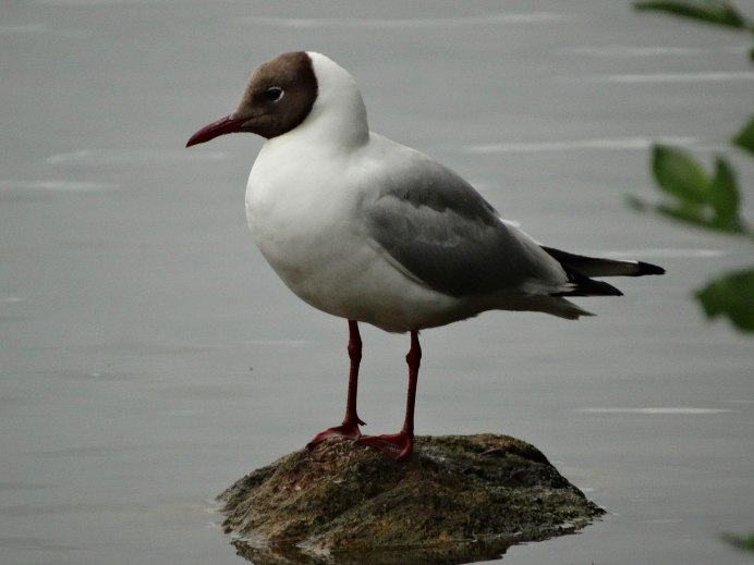 Серебристая Чайка Larus argentatus
