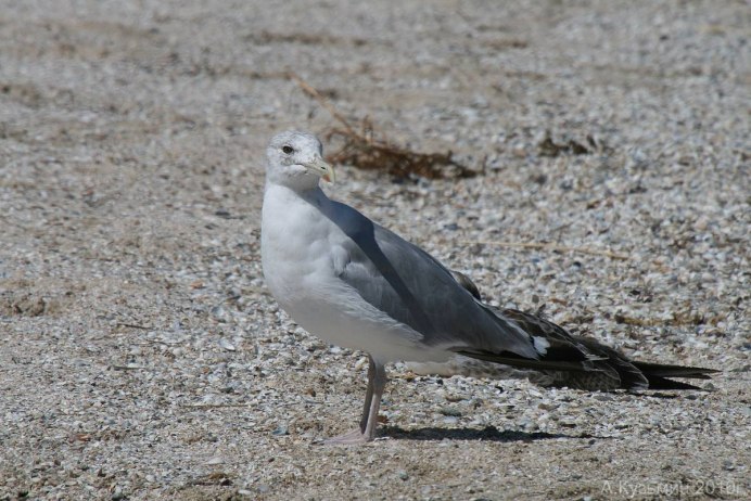 Серебристая Чайка Larus argentatus