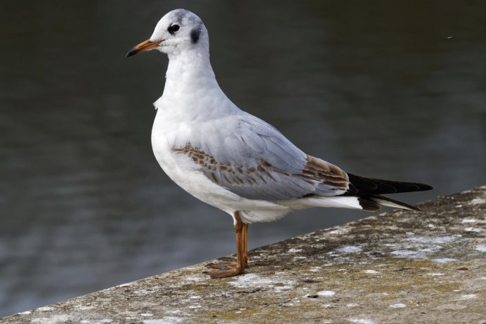 Сибирская серая Чайка