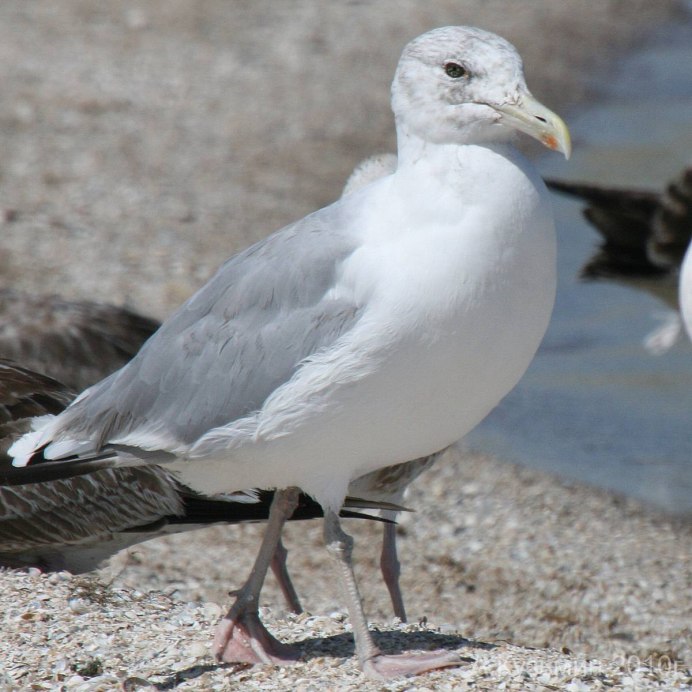 Серебристая Чайка Larus argentatus