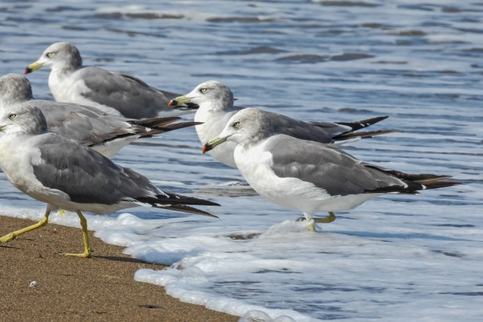 Серебристая Чайка слеток