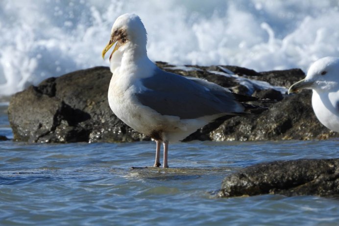 Серая пестрая Чайка