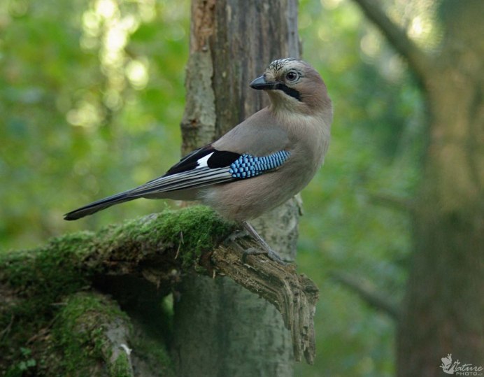 Сойка garrulus glandarius