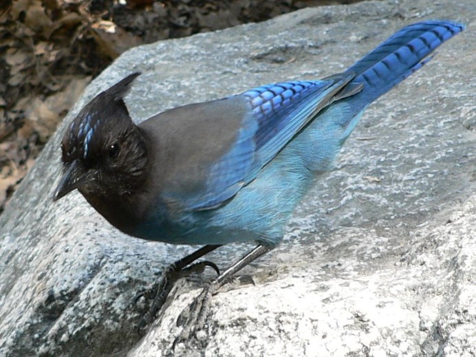 Сойка обыкновенная garrulus glandarius