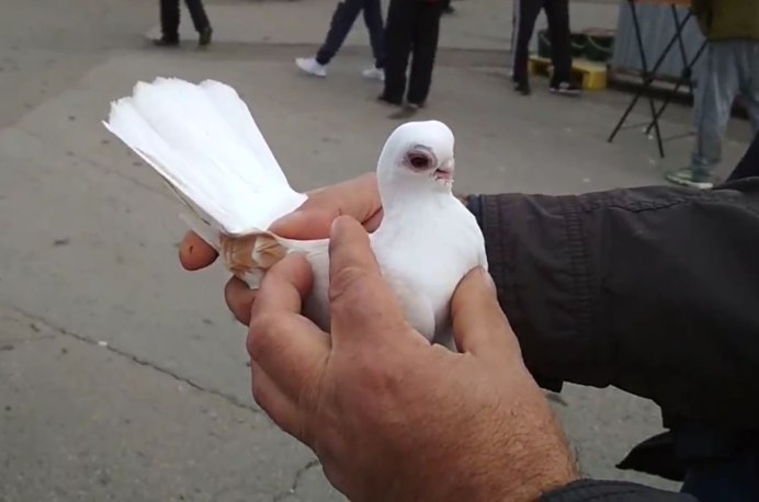 Китайские Чайки голуби