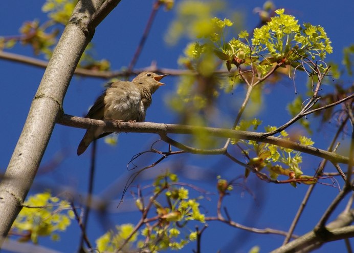 Luscinia Luscinia на белом фоне