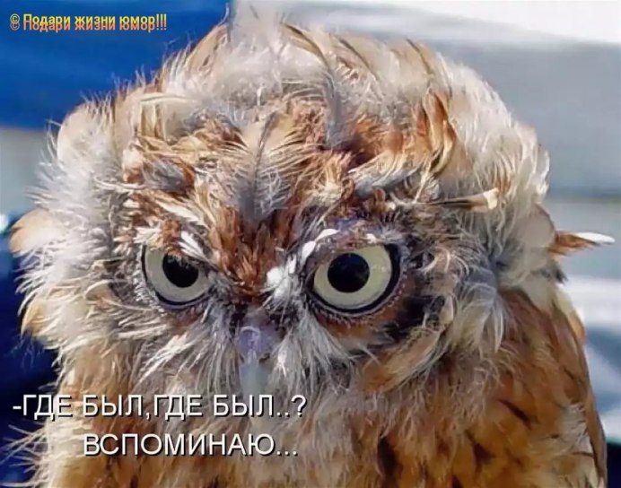 Злая невыспавшаяся Сова