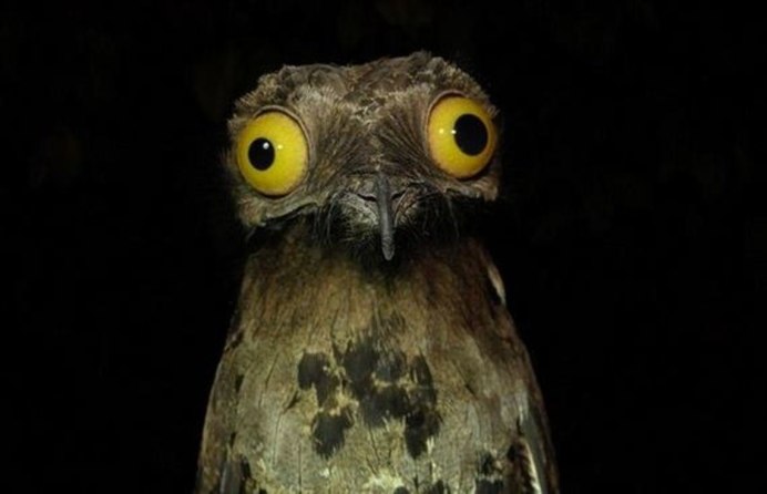 Евразийский Филин (Eurasian Eagle Owl, Bubo Bubo)