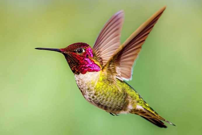 Колибри Colibri Coruscans