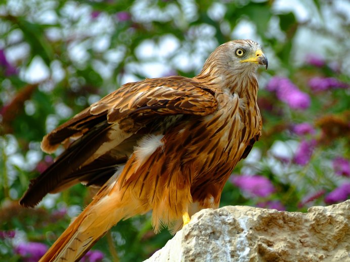 Сойка зелёная (Cyanocorax yncas)