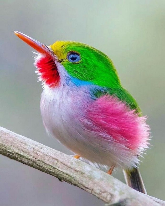 Paradisaea Rudolphi