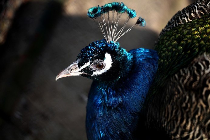 Павлин бронзовый Буфорда