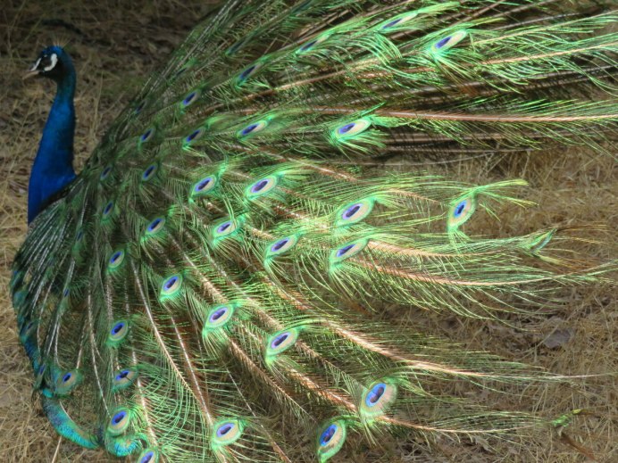 Павлин сбоку