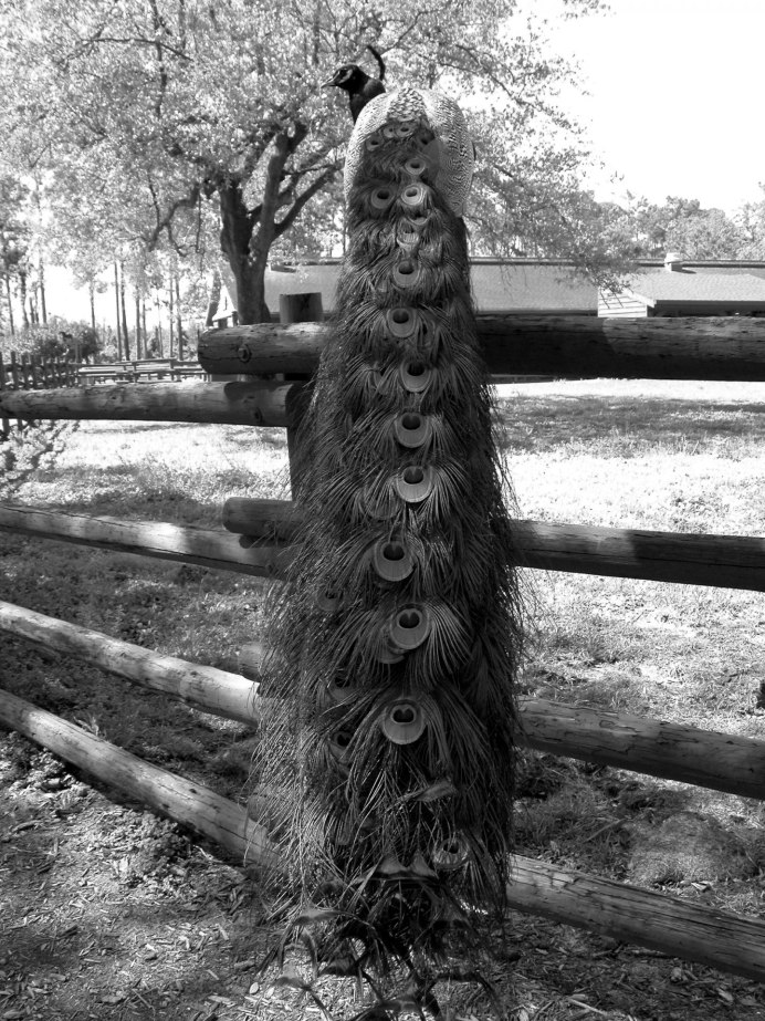 Павлин Миднайт