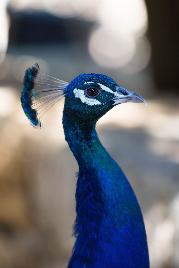 Череп павлина