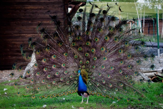 Павлины камео