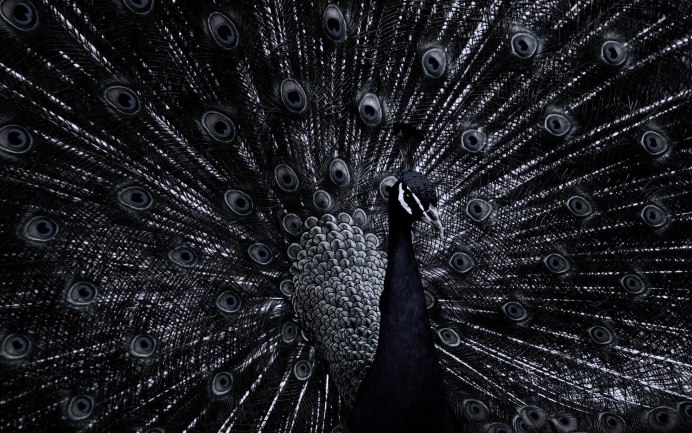 Черный Павлин